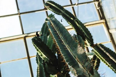 Low angle view of plants against sky