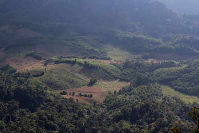 High angle view of trees on landscape