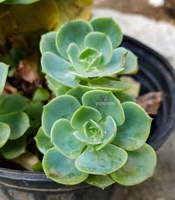 Close-up of succulent plant