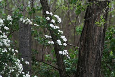 Close-up of white flowering tree in forest