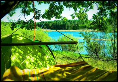 Scenic view of lake against trees in forest