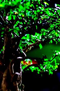 Close-up of plants against trees at night