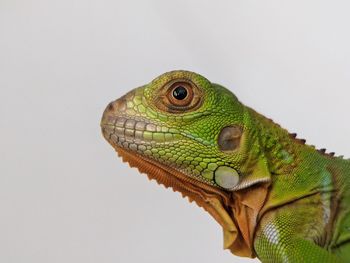 animal themes