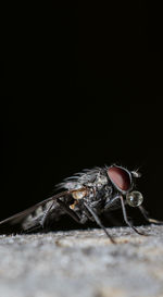 Close-up of housefly on black background