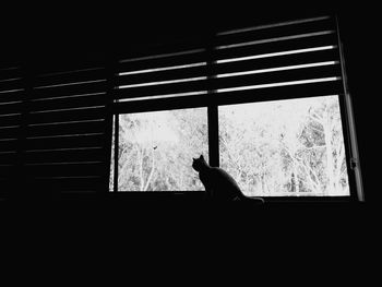 View of cat looking through window