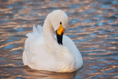 Close-up of swan preening in lake