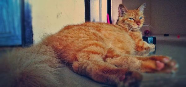 Portrait of cat lying down at home