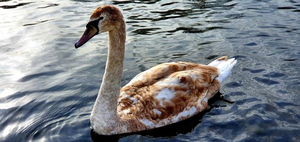 Swan swimming in lake