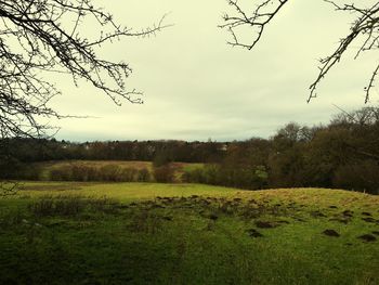 Scenic view of grassy field against sky