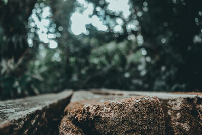 Close-up of tree trunk in forest