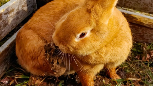 High angle view of a rabbit on field