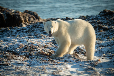 Polar bear on rocks with tongue out