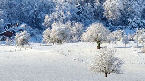 Snow covered pine trees on field during winter