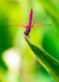 Close-up of insect on leaf