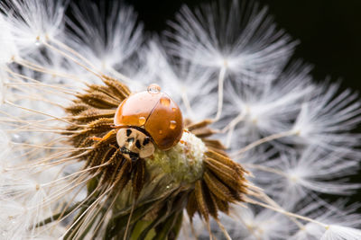 Close-up of honey bee pollinating flower