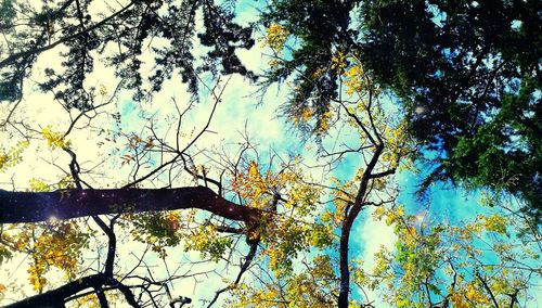 Low angle view of trees against blue sky