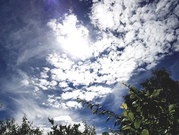 Low angle view of trees against sky on sunny day