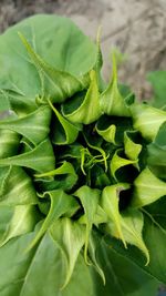 Detail shot of green leaves