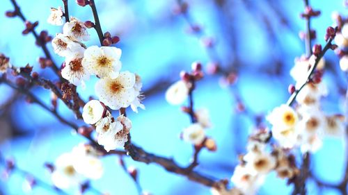 Close-up of white flowers on twig