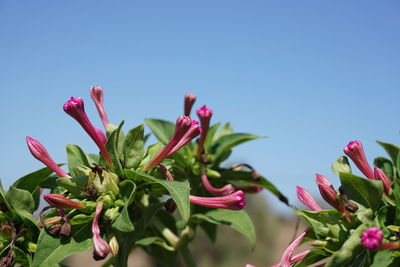 Close-up of pink flowers against clear sky