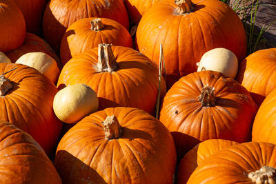 High angle view of pumpkins in market during autumn