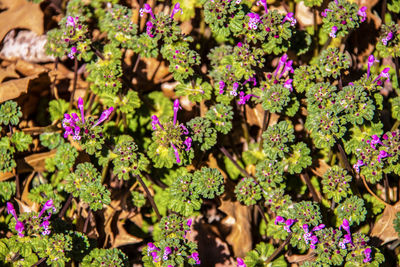 Close-up of purple flowering plants