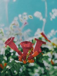 Close-up of red flowering plant