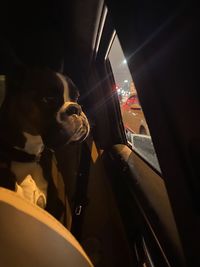 View of dog in car