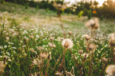 Close-up of white flowering plants on field