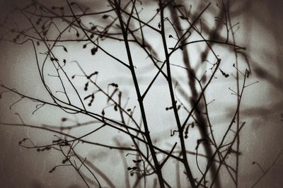 Low angle view of tree branches