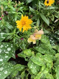 High angle view of yellow flowering plants