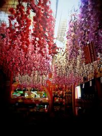 Pink flowers growing on tree