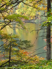 Trees by lake in forest during autumn