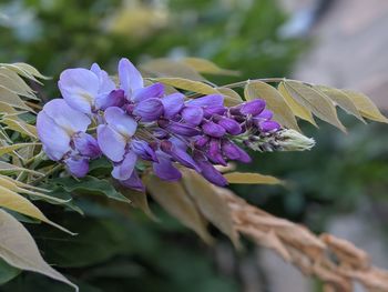 Close-up of purple flowering plant