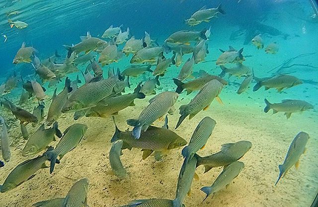 animal themes, animals in the wild, bird, wildlife, water, blue, sea, flock of birds, nature, medium group of animals, sunlight, high angle view, beach, sand, beauty in nature, swimming, day, outdoors, no people