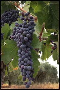 Close-up of grapes growing in vineyard