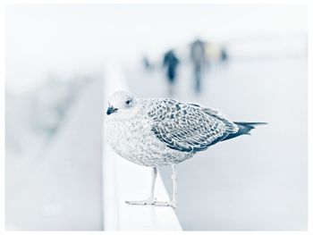 Close-up of seagull perching on leaf