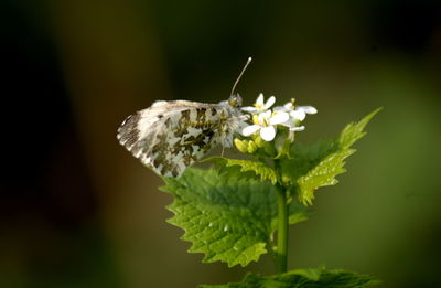 Close-up of butterfly on flower