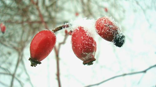 Close-up of red object