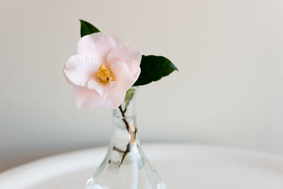 Close-up of white flower