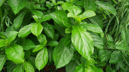 Full frame shot of fresh green leaves