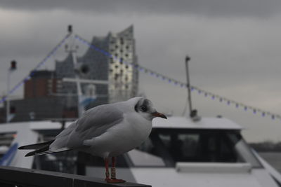 Low angle view of seagull