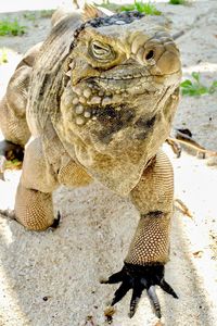 Close-up of a turtle