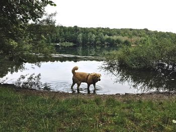 View of a sheep on riverbank