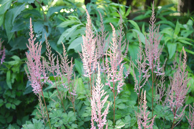 Close-up of flowering plant