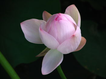 Close-up of pink lotus water lily