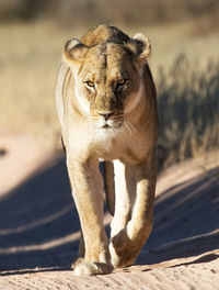 Close-up of lioness