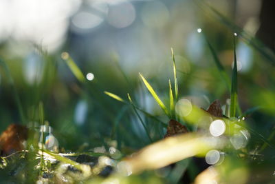 Close-up of dew on grass