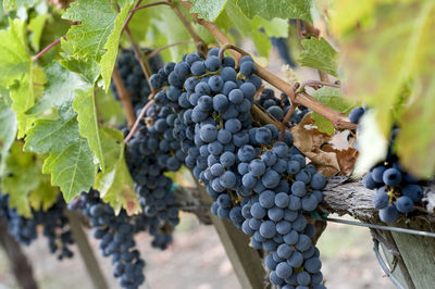 Close-up of grapes growing in vineyard