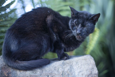 Close-up of black cat